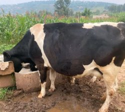 Inka nziza ikamwa litro 8 kugeza Kuri 12