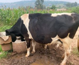 Inka nziza ikamwa litro 8 kugeza Kuri 12