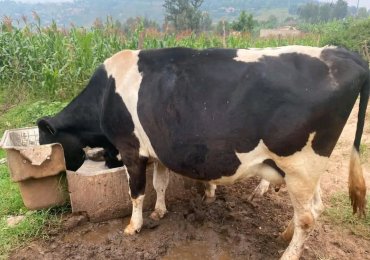 Inka nziza ikamwa litro 8 kugeza Kuri 12