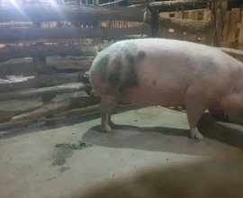 Ifamu yingurube igurishwa kicukiro