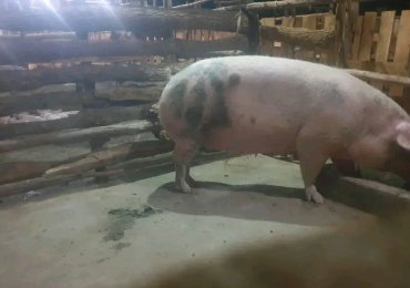 Ifamu yingurube igurishwa kicukiro