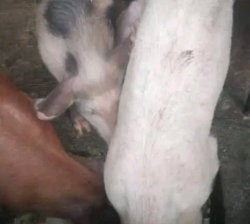 Ingurube (8) ziri kugurishwa kugiciro kiza 1,500 million  Dushaka uzitwarira rimwe