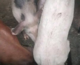 Ingurube (8) ziri kugurishwa kugiciro kiza 1,500 million  Dushaka uzitwarira rimwe