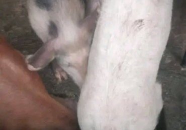 Ingurube (8) ziri kugurishwa kugiciro kiza 1,500 million  Dushaka uzitwarira rimwe