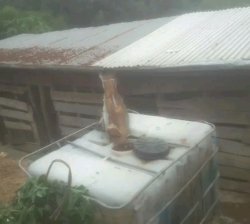 Ifamu yinkwavu ningurube igurishwa mukarere ka kamonyi