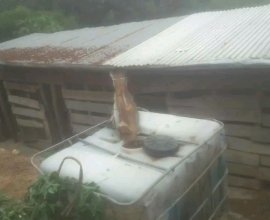 Ifamu yinkwavu ningurube igurishwa mukarere ka kamonyi